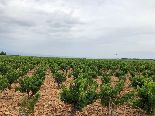 Weinanbau Weinanbau
