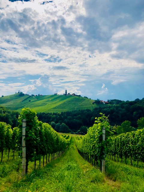 Weinreben in der Steiermark Weinreben in der Steiermark