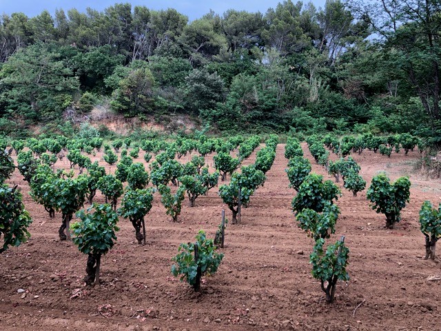 Weinreben – von der Traube zum Wein Weinreben – von der Traube zum Wein